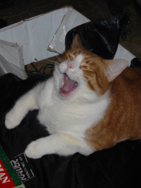 Loki Roar